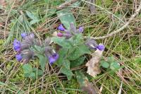 Pulmonaria affinis