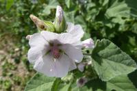 Althaea officinalis