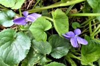 Viola
