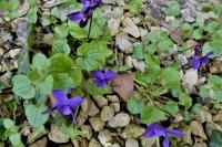 Viola