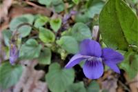 Viola