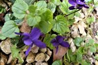 Viola