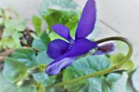 Viola