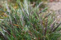 Poa bulbosa
