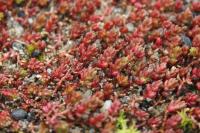 Crassula tillaea