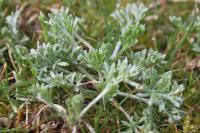 Artemisia campestris