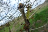 Fraxinus excelsior