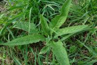 Symphytum officinale