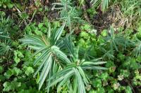 Euphorbia lathyris