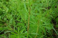 Galium aparine