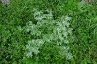 Silybum marianum