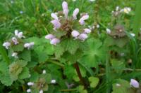 Lamium purpureum