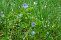 Veronica persica