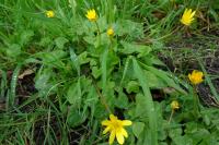 Ficaria verna