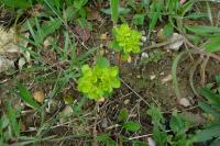 Euphorbia helioscopia