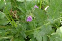 Erodium moschatum