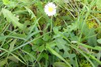 Bellis perennis