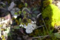 Arabidopsis thaliana