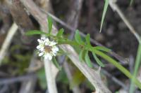 Cardamine hirsuta
