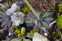 Arabidopsis thaliana