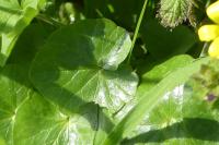 Ficaria verna