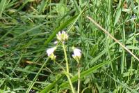 Cardamine pratensis