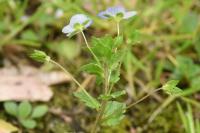 Veronica persica