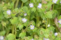 Veronica hederifolia