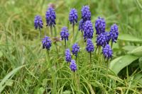 Muscari neglectum