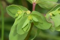 Euphorbia peplus