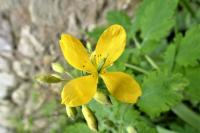 Chelidonium majus