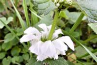 Lamium album