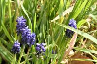 Muscari neglectum
