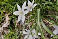 Ornithogalum divergens