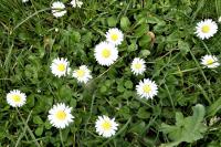 Bellis perennis