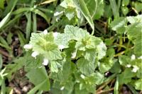 Lamium purpureum