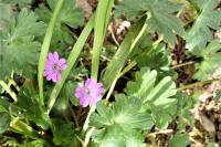 Geranium molle