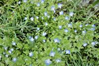 Veronica persica