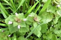 Lamium purpureum