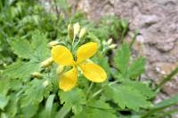 Chelidonium majus