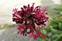 Centranthus ruber