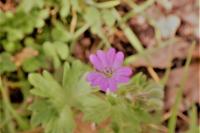 Geranium molle