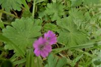 Geranium molle