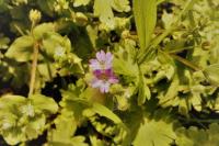 Geranium molle