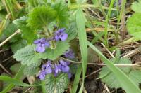 Glechoma hederacea