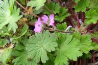 Geranium molle