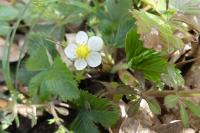 Fragaria vesca