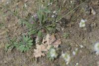 Arabidopsis thaliana