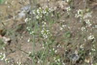 Arabidopsis thaliana