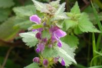 Lamium maculatum